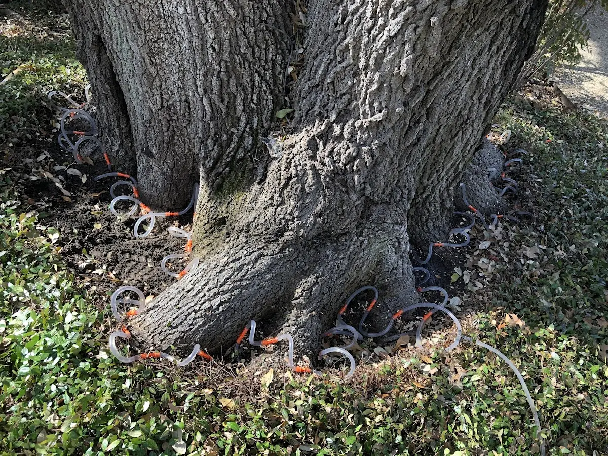 Detailed Tree Cabling and Bracing job site in Feura Bush