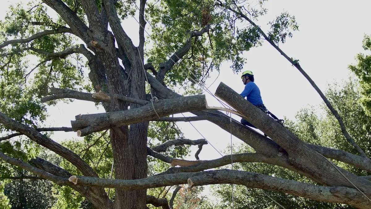 Professional Crown Thinning performed by certified arborists in Feura Bush