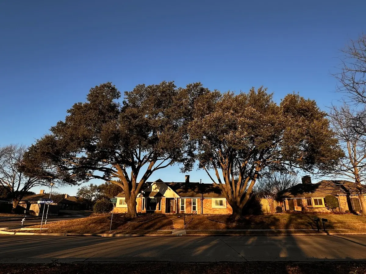 Established residential canopy tree shading a home in Feura Bush